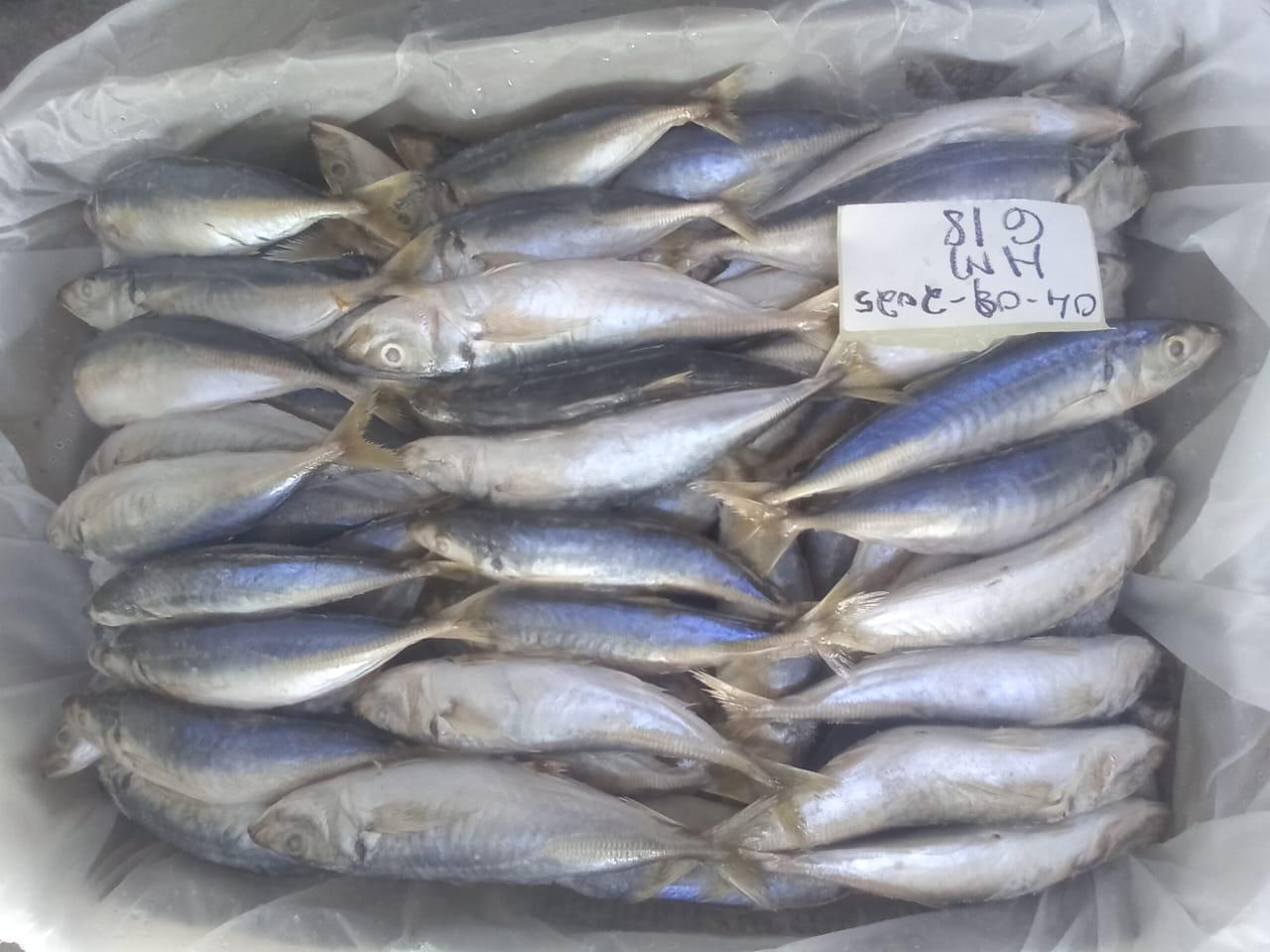 هورس مايكريل 6/8